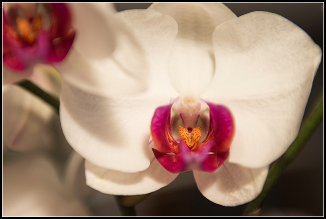 2013-12-10 orquidea (8)